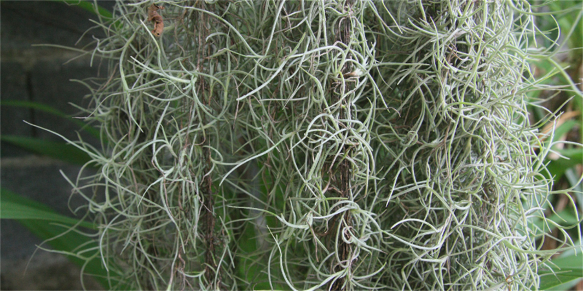 Spanish Moss.png