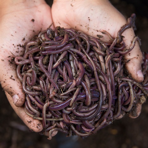 Hands holding worms