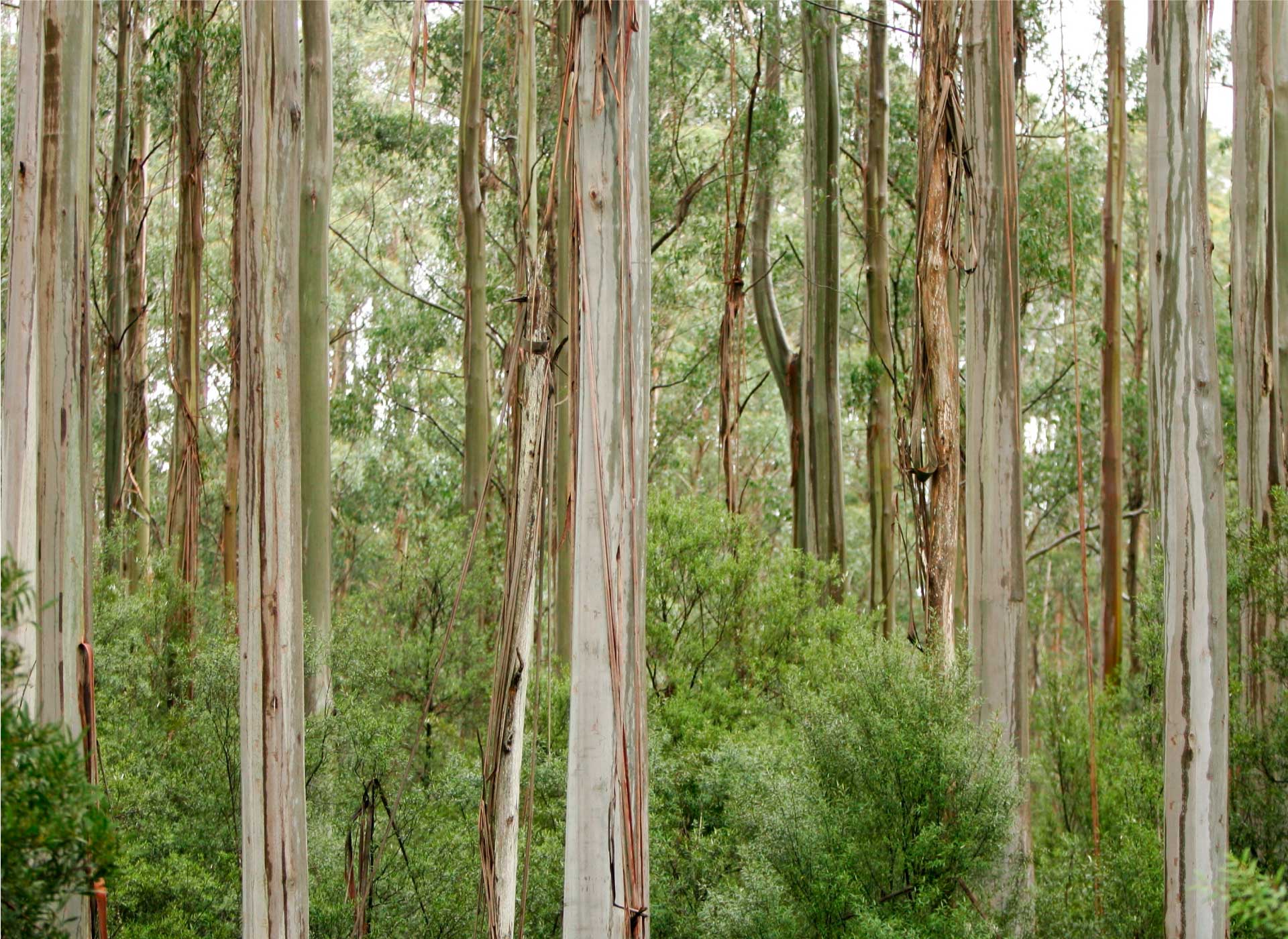 Image fade background image