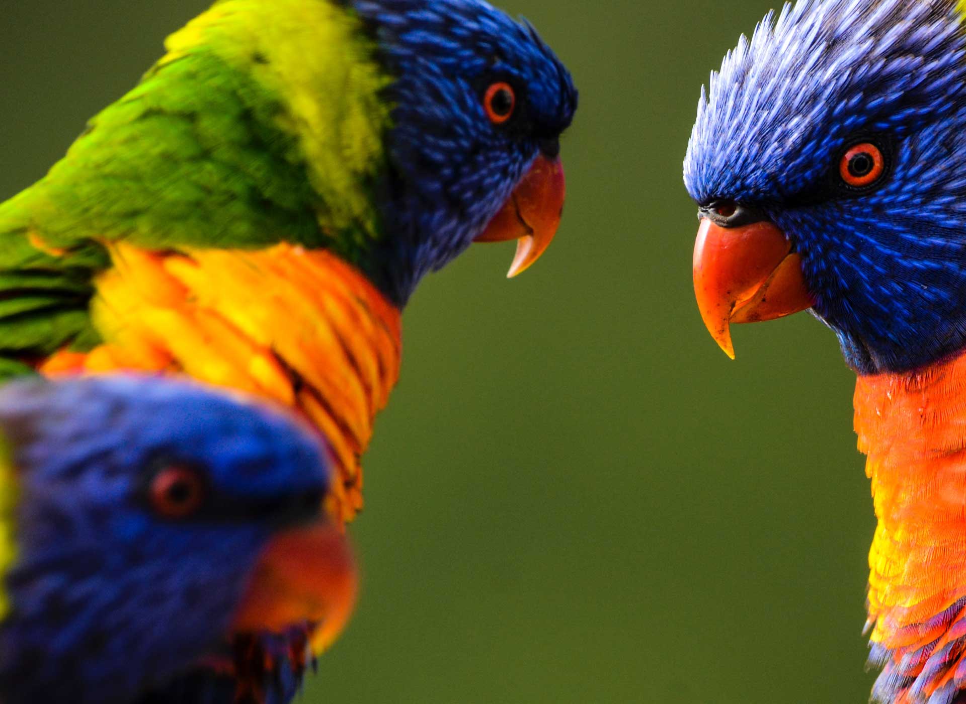 Image fade background image