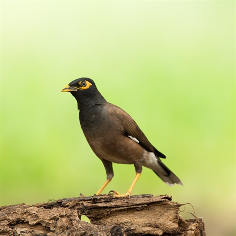 Myna Bird 