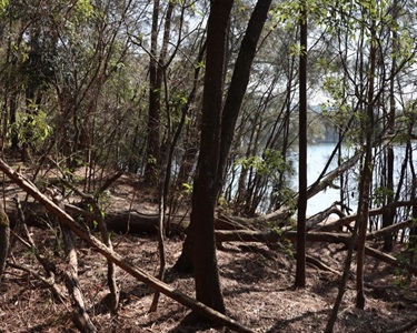 Best Bushcare Garden - First Place - Kitty's Creek Lane Cove National Park