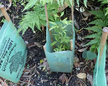 Best Bushcare Garden - First Place - Kitty's Creek Lane Cove National Park