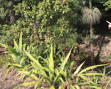 Best Bushcare Garden - Second Place - Martin Reserve