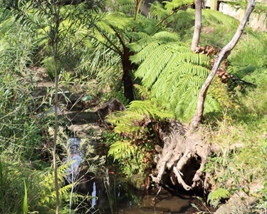 Best Bushcare Garden - Second Place - Martin Reserve