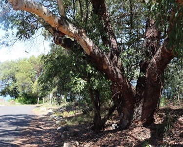 Best Bushcare Garden - Third Place - Pelissier Road