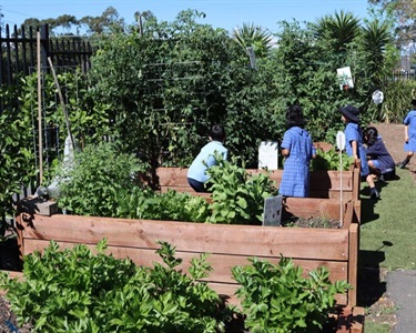 Best School Gardens - First Place - West Ryde Public School