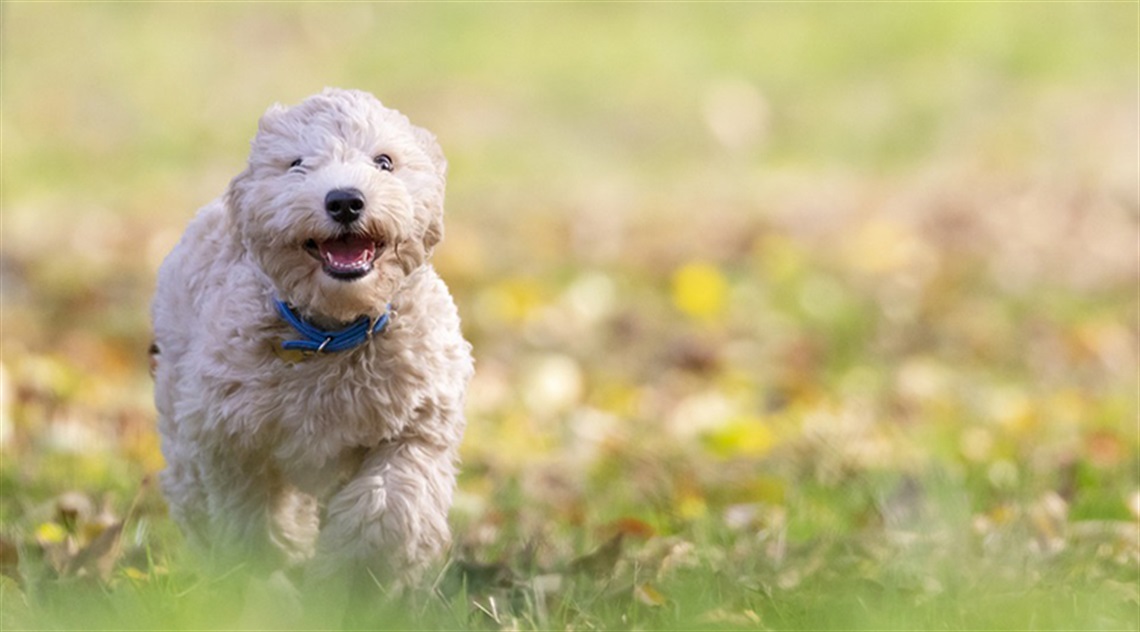 hys-memorial-park-off-leash.jpg