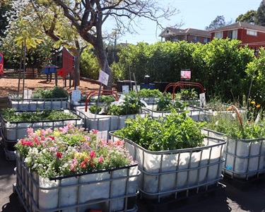 Best School Gardens - First Place - West Ryde Public School