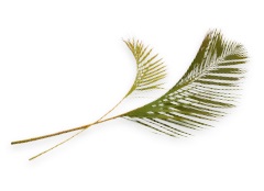 Palm fronds
